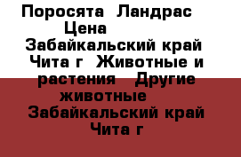 Поросята  Ландрас  › Цена ­ 4 000 - Забайкальский край, Чита г. Животные и растения » Другие животные   . Забайкальский край,Чита г.